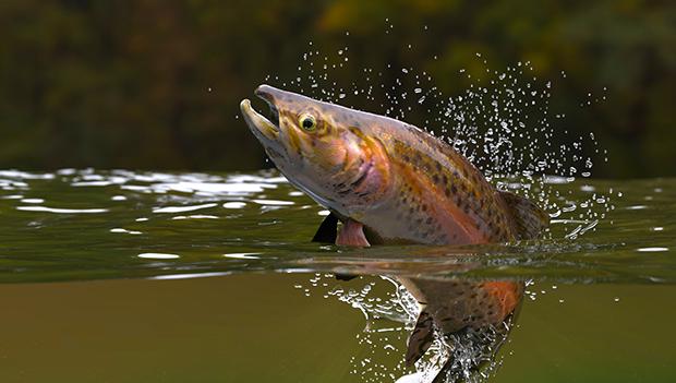 Trout Fishing