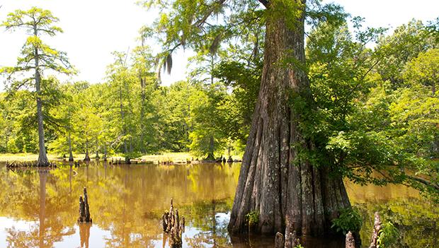 Leroy Percy State Park